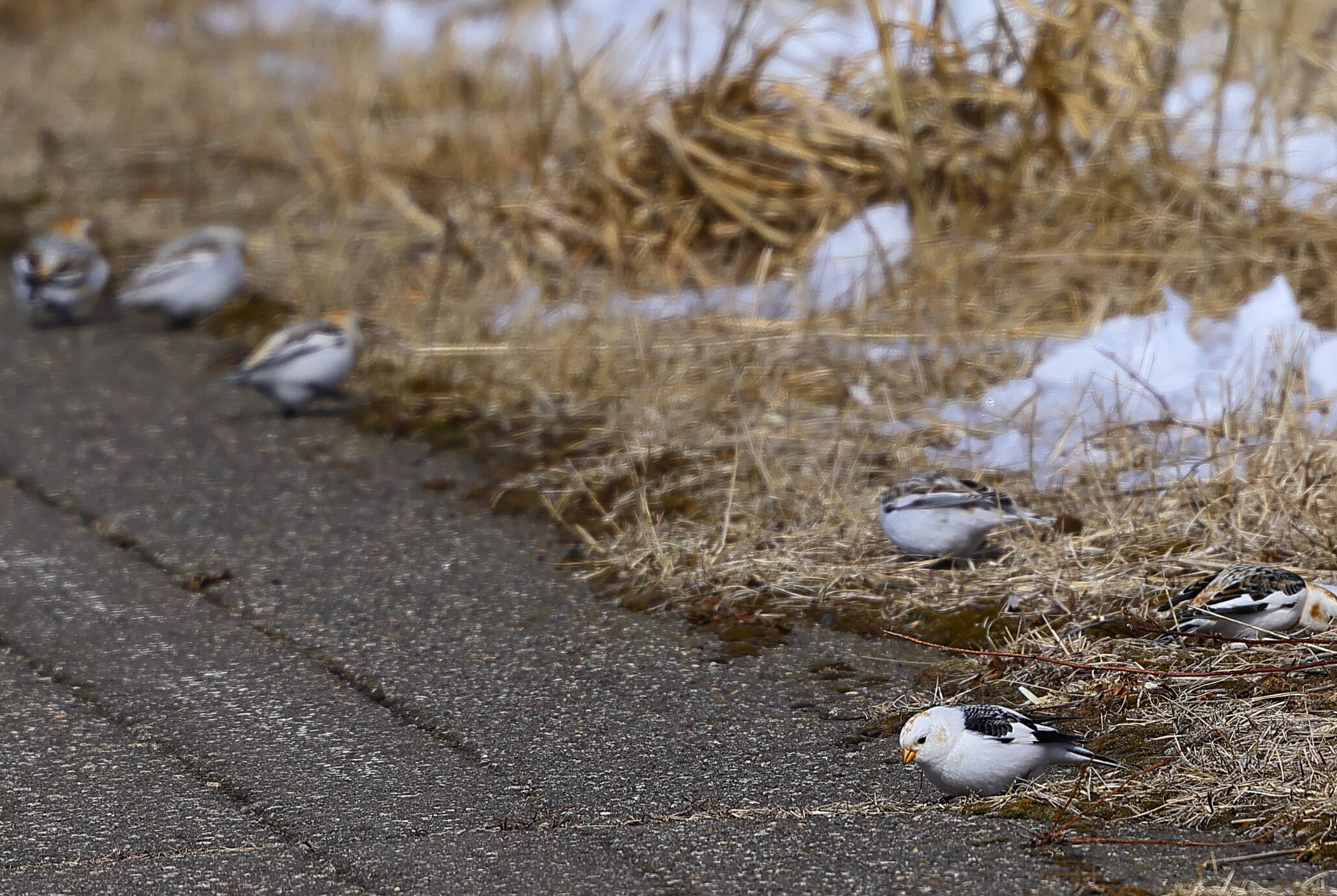 道端で餌を食べているユキホオジロの写真 道端で餌を食べているユキホオジロの写真