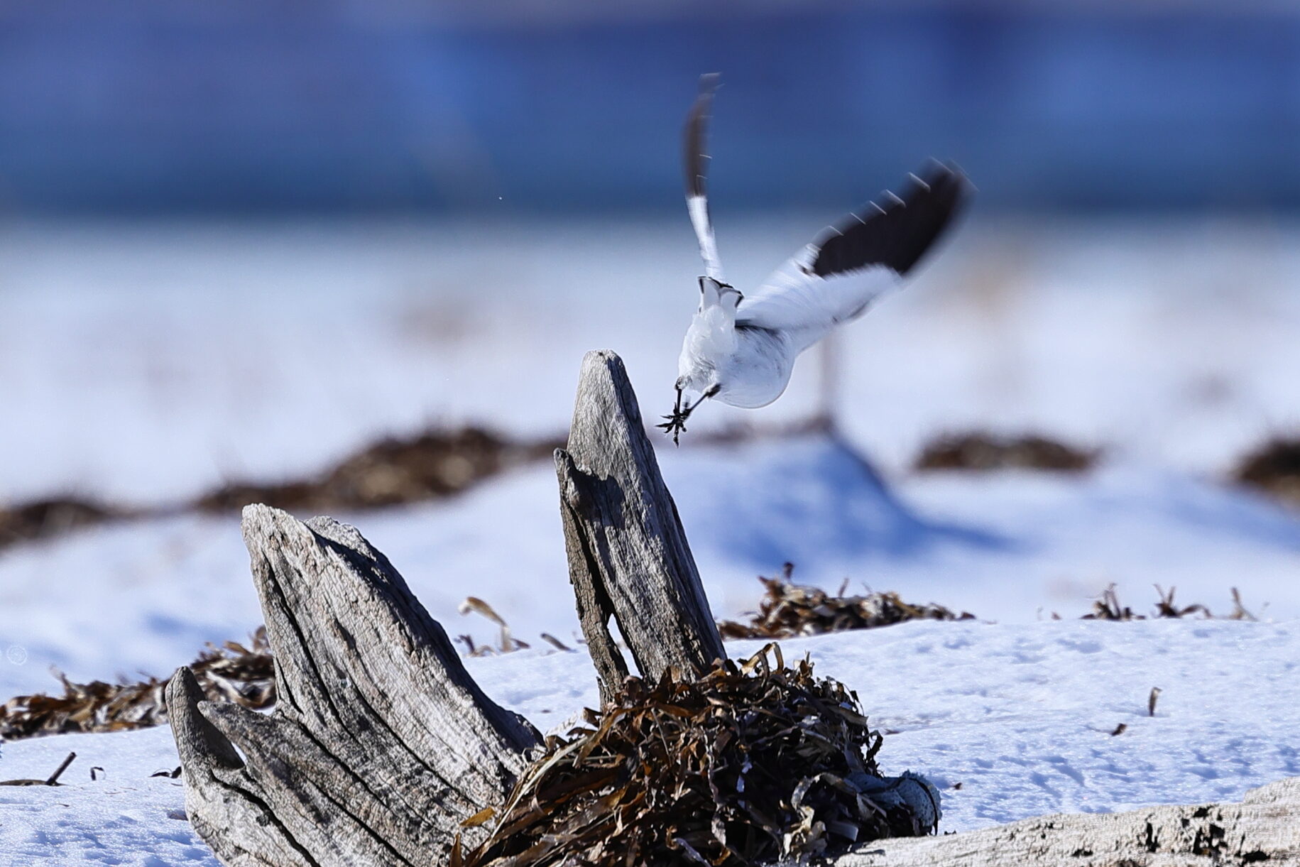 ユキホオジロの写真