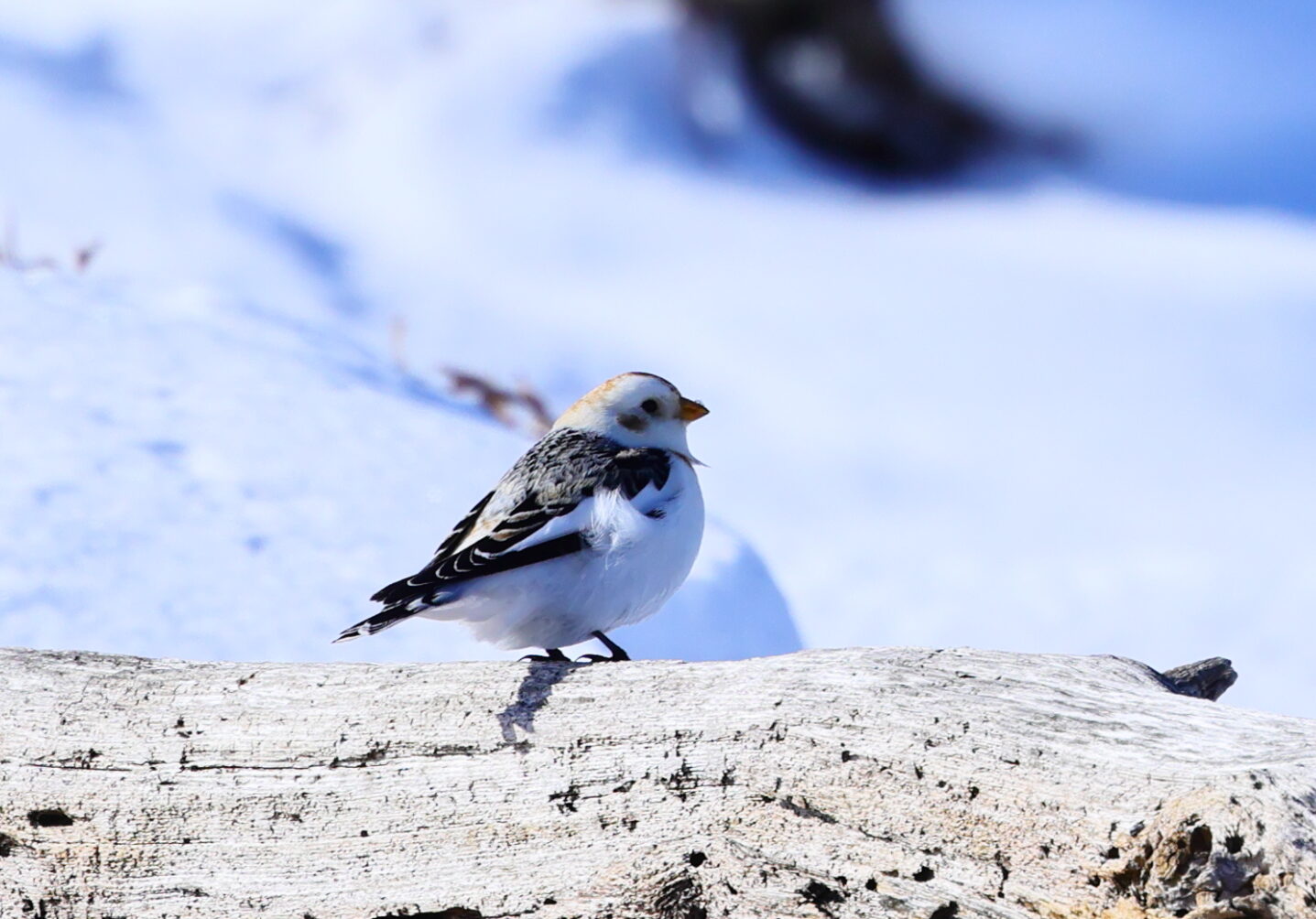 ユキホオジロの写真