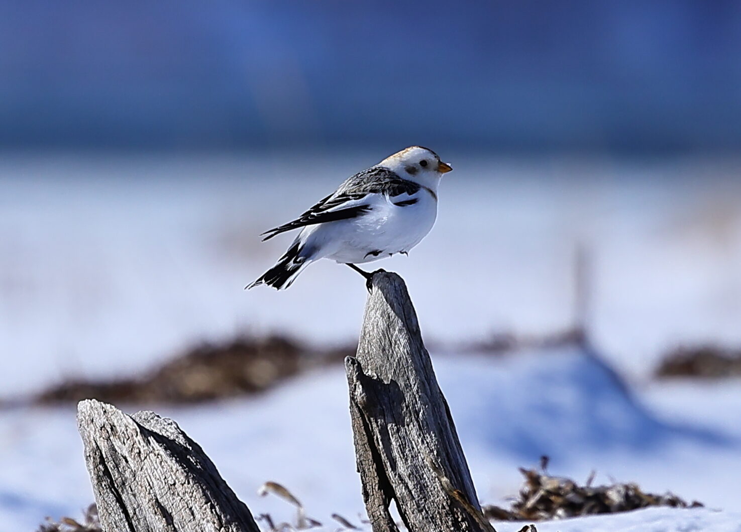 ユキホオジロの写真