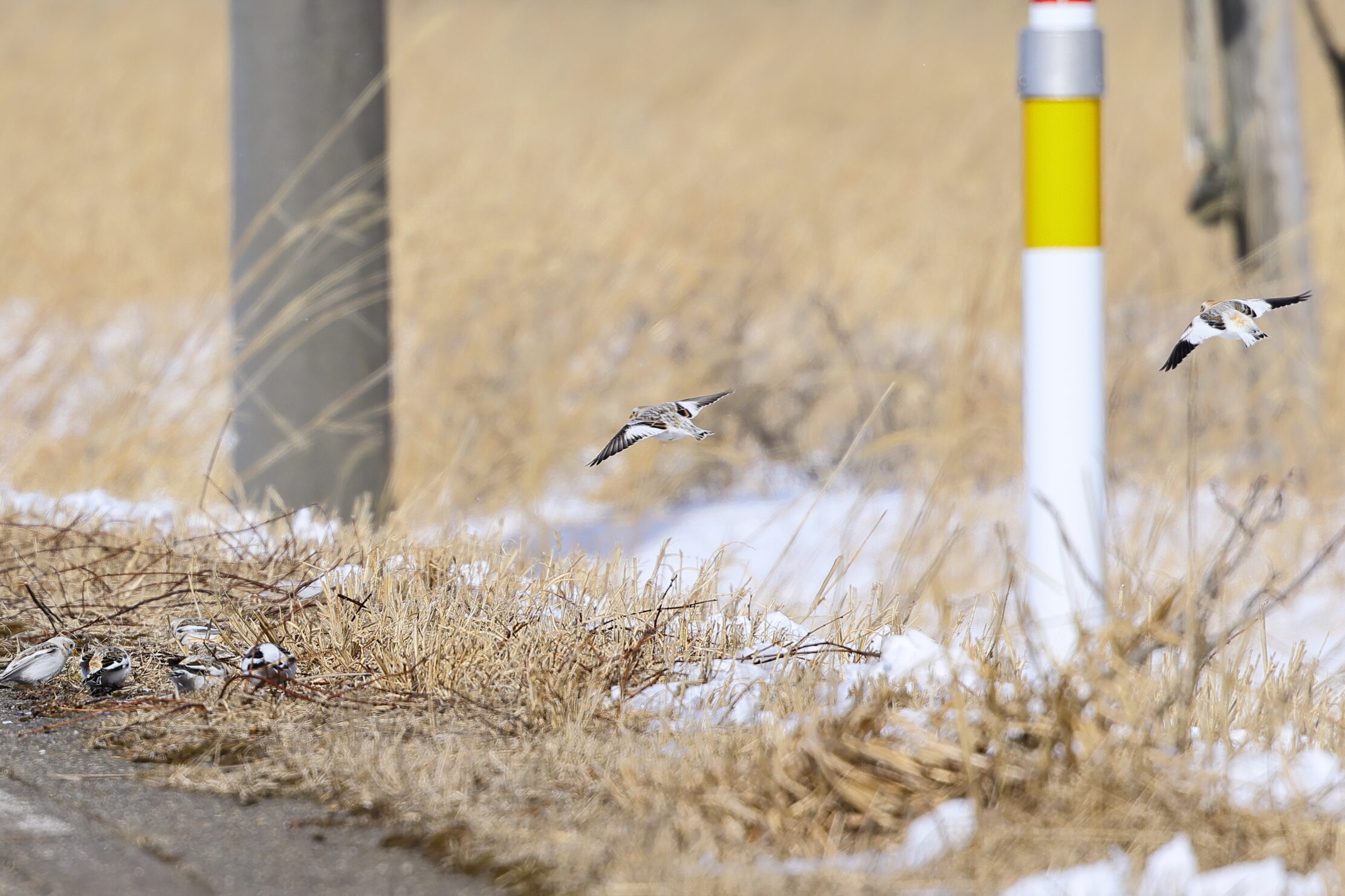 飛び立つユキホオジロの小さい群れの写真