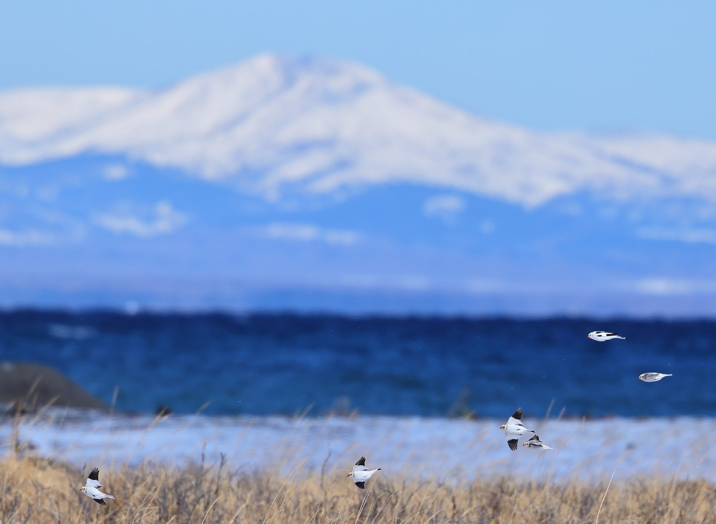 国後島をバックに飛ぶ、ユキホオジロの群れ